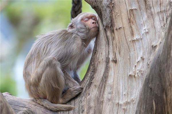 夢到石猴有什麼預示嗎_周公解夢