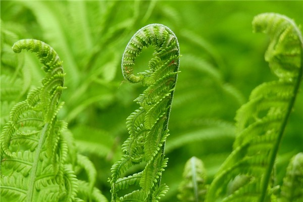 夢到了厥菜是什麼徵兆_周公解夢