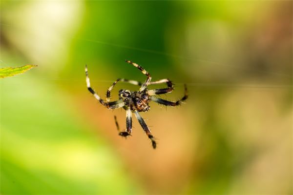 夢見很多蜘蛛_周公解夢