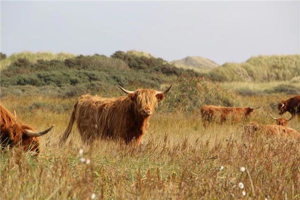 夢見被牛追_周公解夢