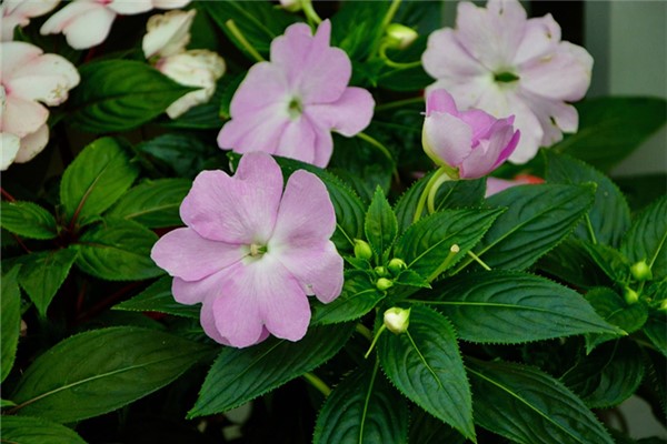 夢到了風仙花代表著什麼_周公解夢