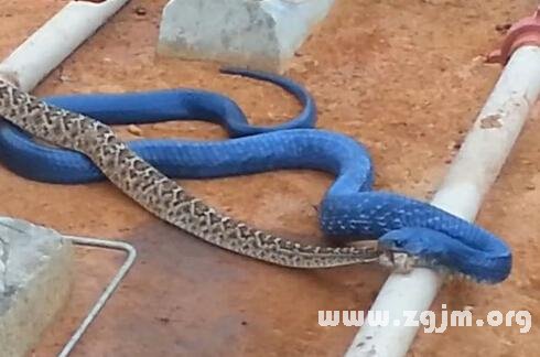 夢見藍色的蛇