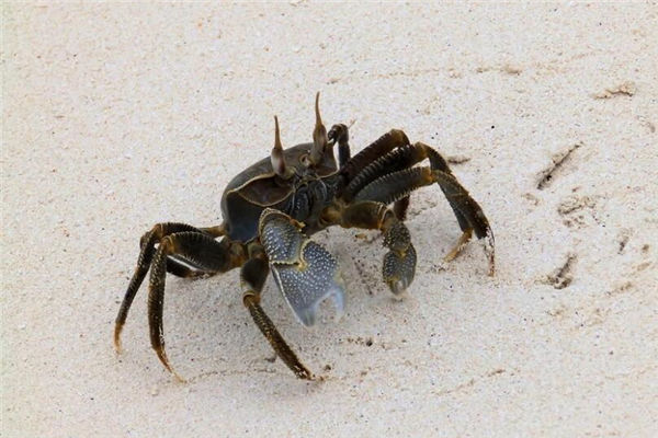 夢見捉螃蟹是什麼意思_周公解夢