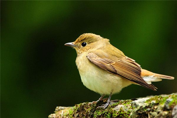 夢見鳥：鳥入口中，文釆異常_周公解夢