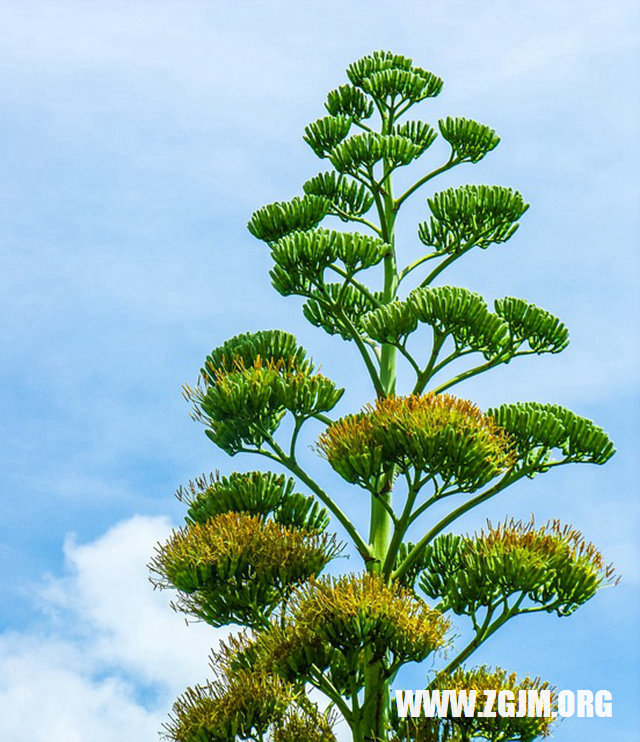 夢見情人鹹菜_周公解夢夢到情人鹹菜是什麼意思_做夢夢見情人鹹菜好不好_周公解夢官網