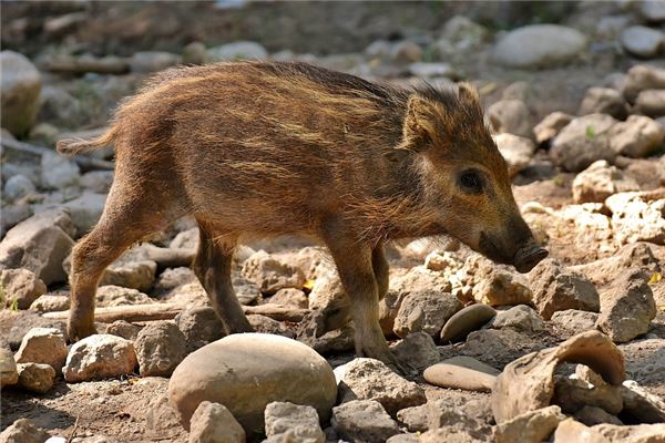 夢見野豬攻擊自己_周公解夢