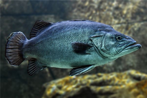 夢見魚身上爛了還活著_周公解夢