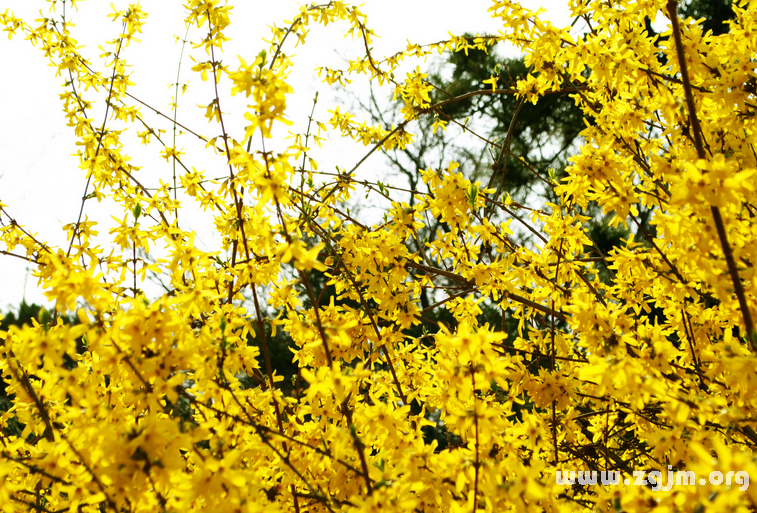 迎春花花語