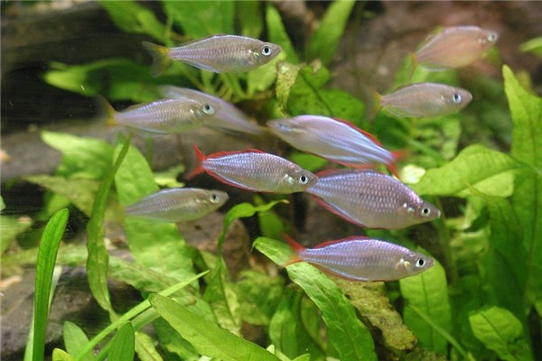 夢見下小魚代表什麼_周公解夢