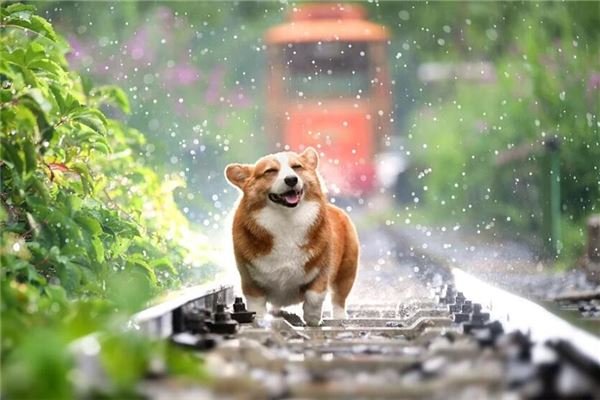 夢見一隻狗很喜歡我_周公解夢