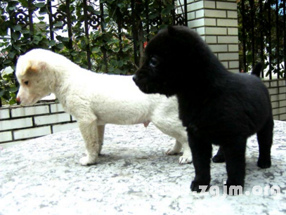 夢見黑狗和白狗