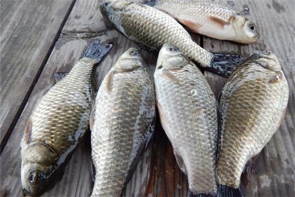 夢見鯽魚_周公解夢