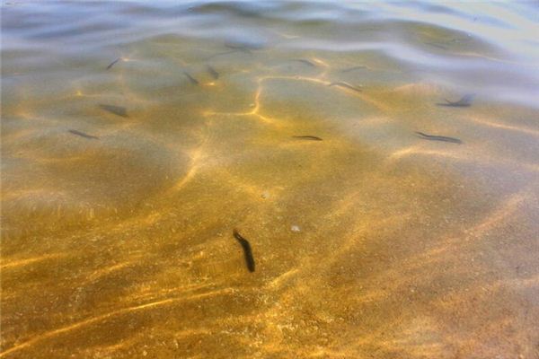 夢見泥鰍是什麼意思_周公解夢