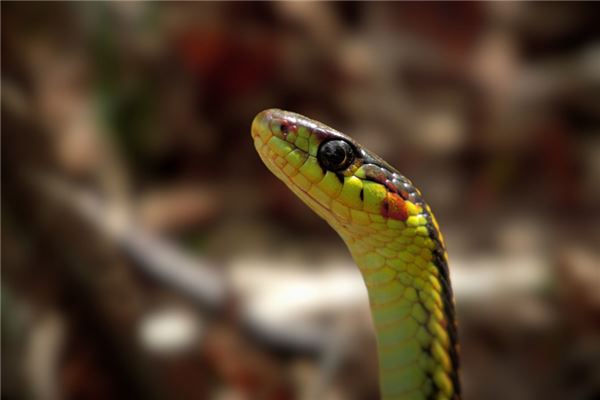 2013年屬蛇幾時生好_十二生肖