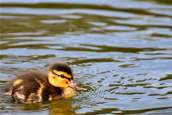 夢到了小鴨子死了代表著什麼？_周公解夢