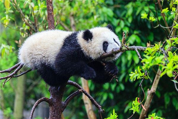 夢見熊貓是什麼預兆_周公解夢