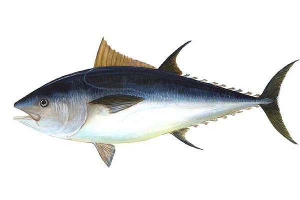夢到大魚是什麼意思_周公解夢