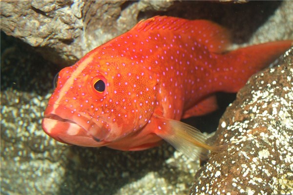 夢到了抓紅魚預示著什麼_周公解夢