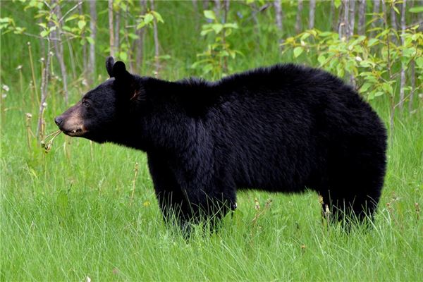 夢見大黑熊是胎夢嗎_周公解夢