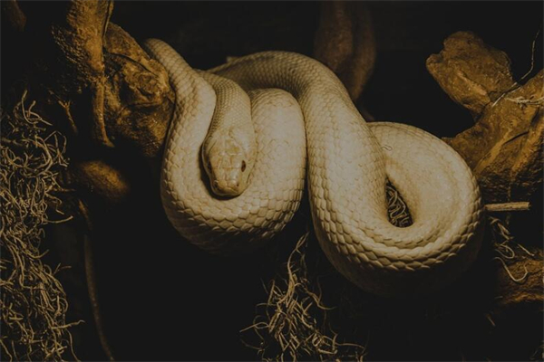 夢到了兩條白蛇是什麼兆頭_周公解夢