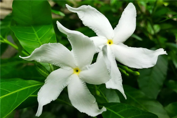 夢到了桅子花是咋回事_周公解夢