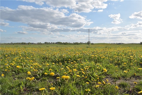 夢到了拔苦菜是啥預兆_周公解夢