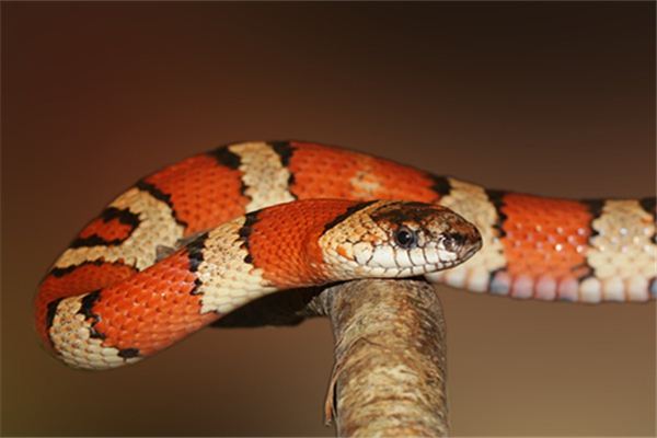 男人夢見花蛇_周公解夢