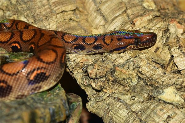 夢到蟒蛇_周公解夢