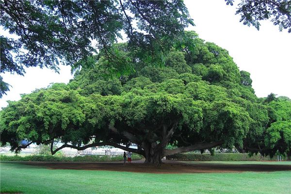 夢到了很多大樹啥意思_周公解夢
