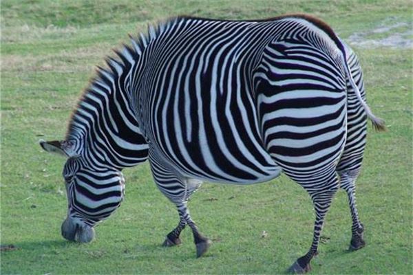 各種夢所代表的樂透數字(動物篇)_周公解夢