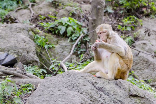屬猴害太歲如何化解_十二生肖