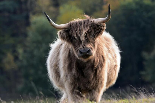 夢見宰牛的預兆是什麼_周公解夢