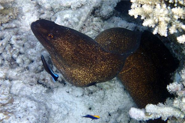 夢見釣到黃鱔_周公解夢