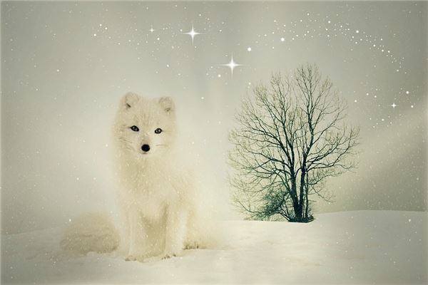 夢見白狐狸_周公解夢