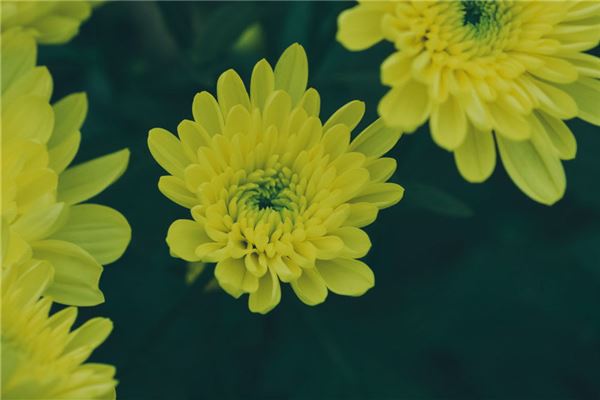 夢見黃菊花_周公解夢