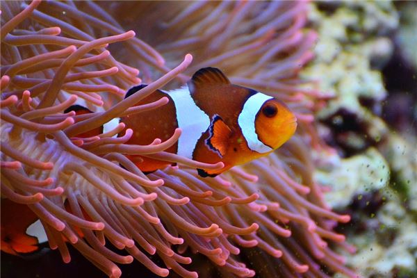 夢見魚叫代表什麼_周公解夢