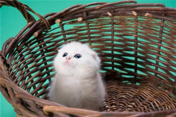 夢到被貓咬怎么化解_周公解夢