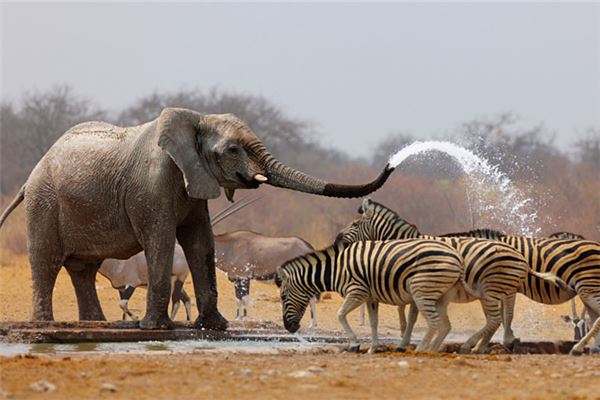 夢見好多動物_周公解夢