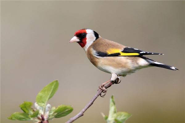 夢到鳥入屋是好是壞_周公解夢