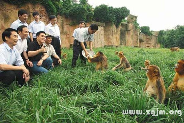 夢見餵猴子