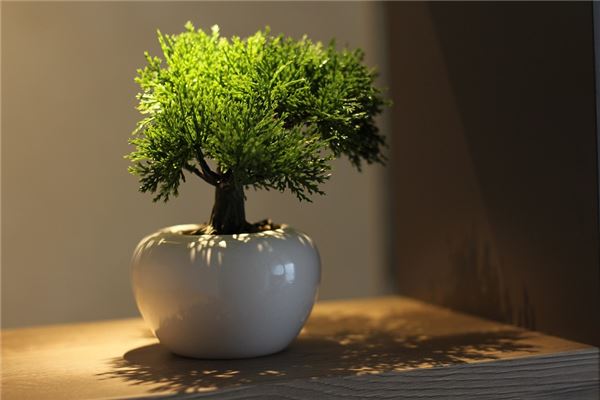 夢到了送樹是好是壞_周公解夢