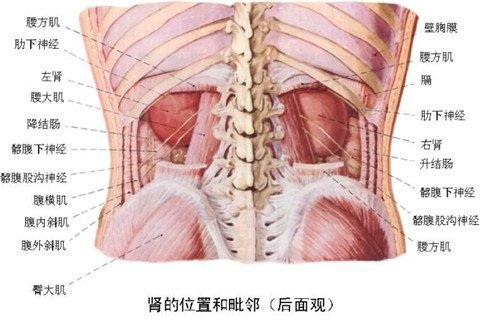 夢見動物內臟