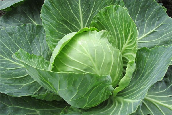 夢見別人家的白菜_周公解夢