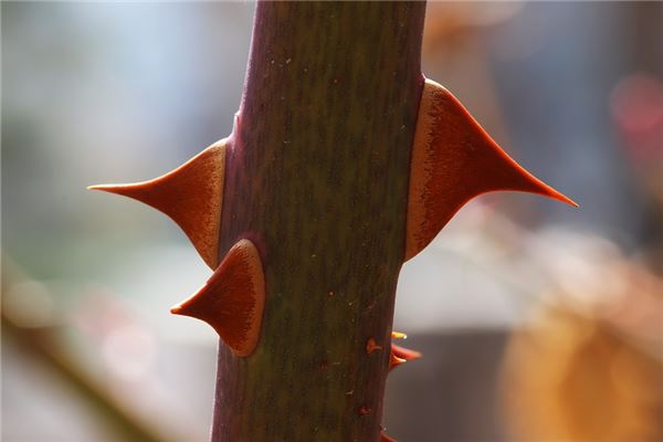夢到樹刺意味著什麼_周公解夢