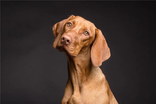 1994年屬相的人婚配如何_十二生肖