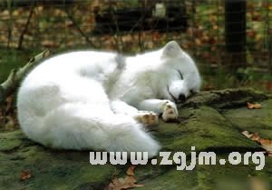 夢境解析:什麼樣的夢境最容易閃離_周公解夢