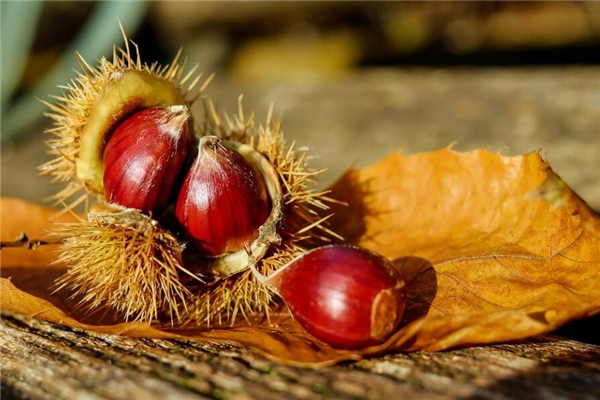 夢見栗子成熟落地撿栗子_周公解夢