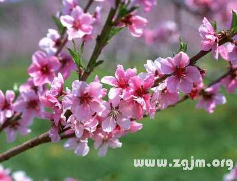 夢見桃樹開花