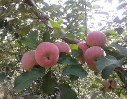 夢見樹上結滿蘋果