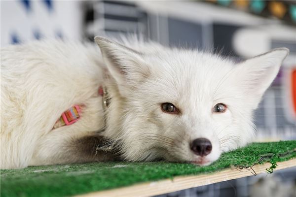 夢到白色狐狸_周公解夢